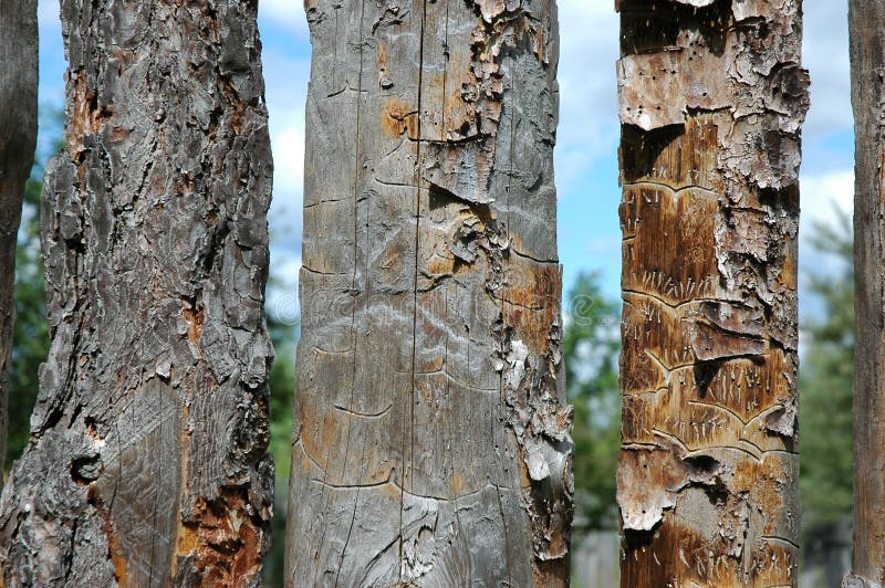 Pine Fence Picture. Image 1010049