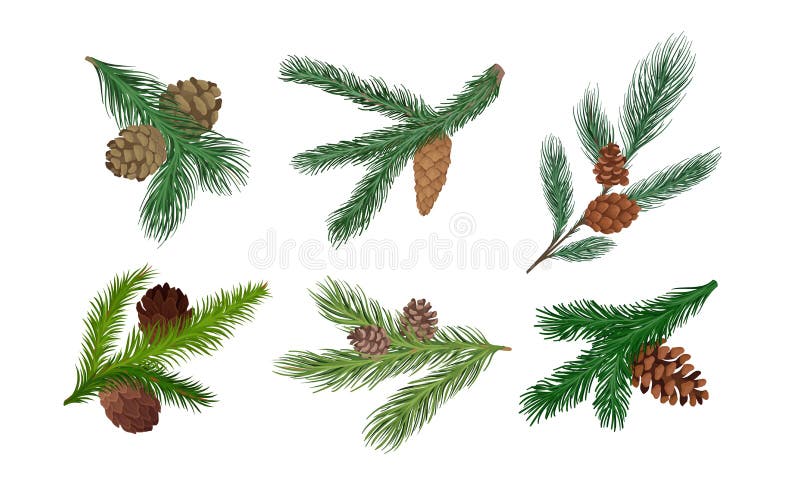 Set Of Various Pine And Firtree Evergreen Branches And Cones On