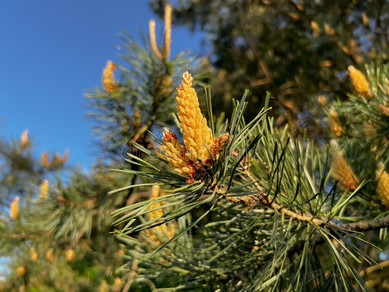 Pine Flowering Causing Large Amounts of Pollen Stock Photo Image of