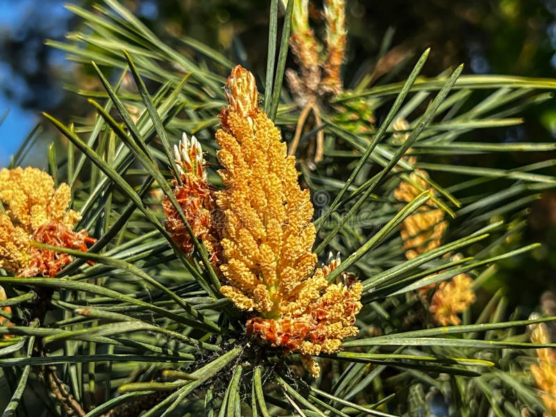 Pine Flowering Causing Large Amounts of Pollen Stock Photo Image of