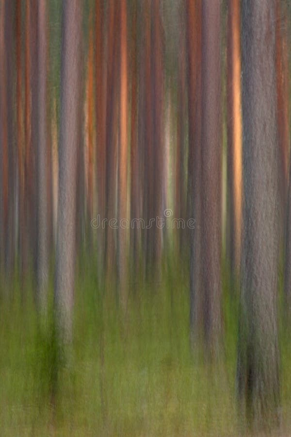 Pine forest