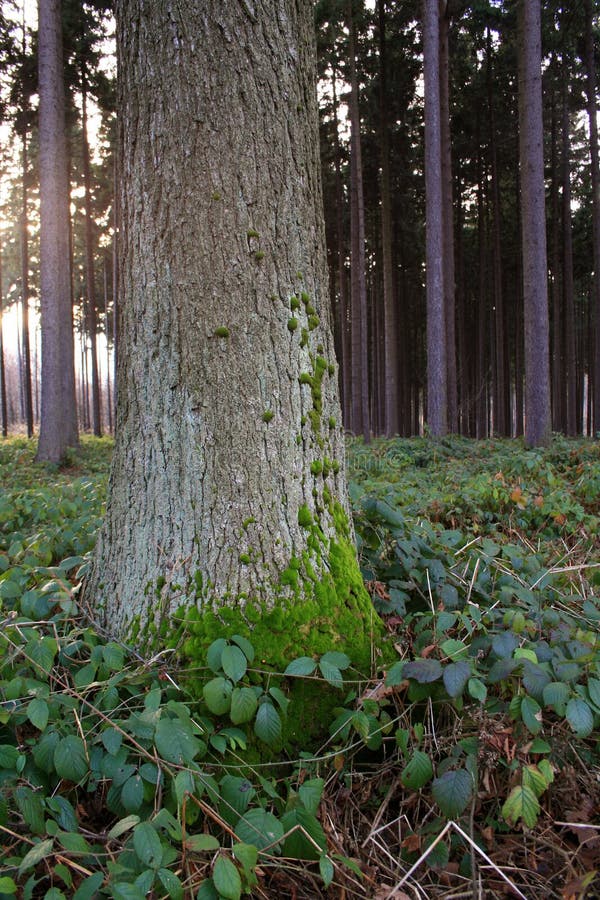 Pine forest