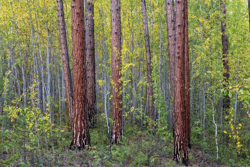 Pine Forest in Autumn Colors. Stock Photo - Image of baikal, pine: 81922400