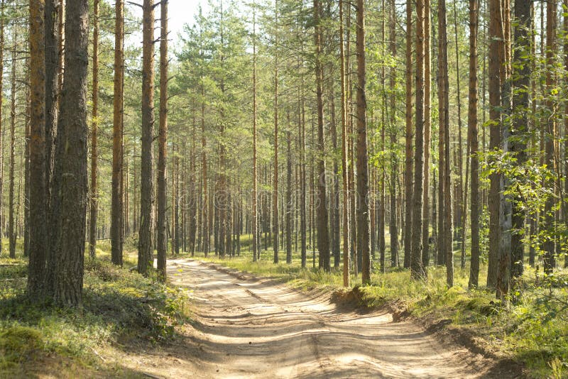 Pine Forest Beautiful Morning View And Sun Rays In The Pine Forest