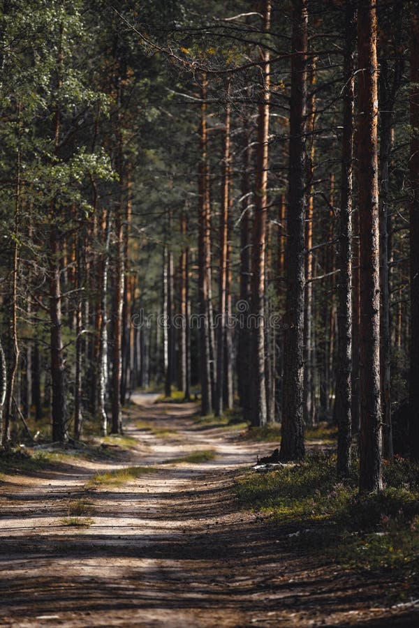 Pine Forest Beautiful Sunny Summer Road In A Pine Forest Stock Photo