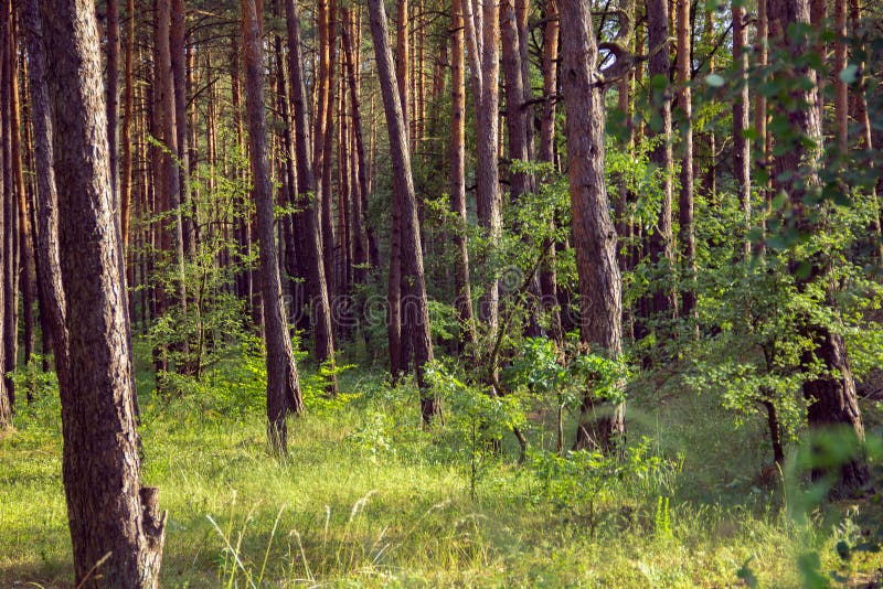 Pine Forest Stock Image Image Of Shadow Meadow Grass 73947001