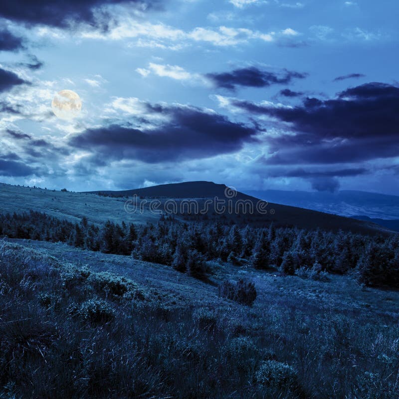 Pine Forest on a Hill at Night Stock Image Image of fantasy, dark