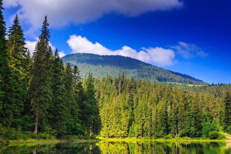 Pine forest and lake near the mountain early in the morning