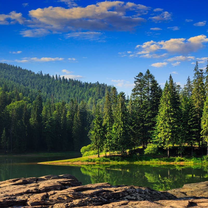 Pine forest and lake near mountain in morning