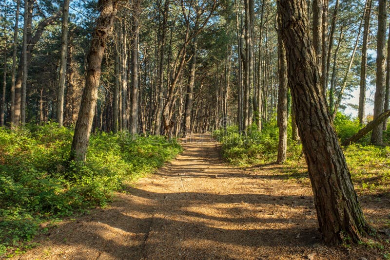 Pine Forest Landscape with Road Stock Photo Image of nature, road