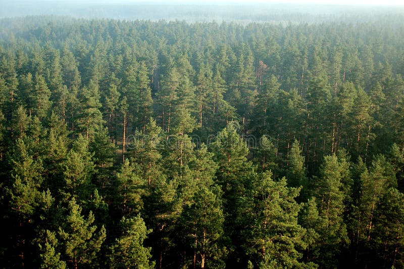 Pine forest in mist (aerial)27