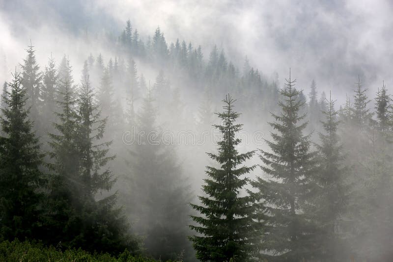 Pine forest in mist