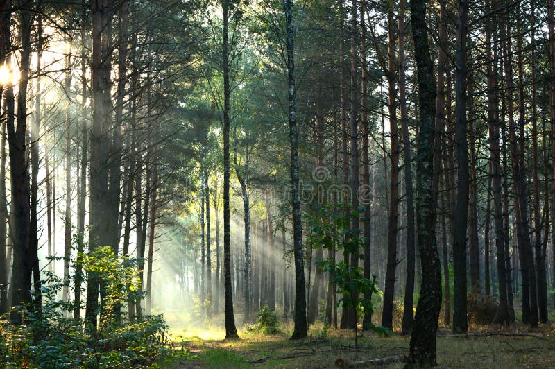 Pine Forest In Morning Sunlight The Mist Stock Photo Image Of Leaf