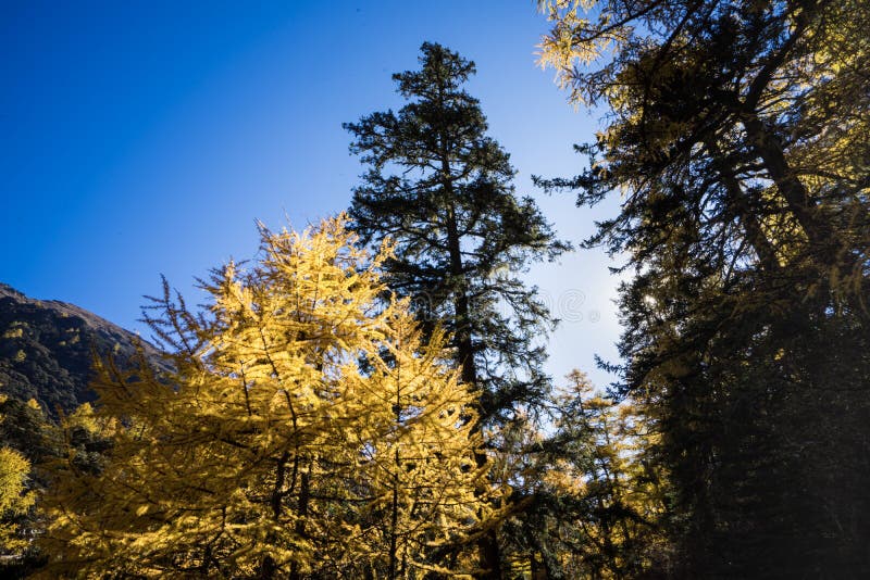 Pine Forest Nature Landscape in Autumn. Yellow and Green Pine in the ...
