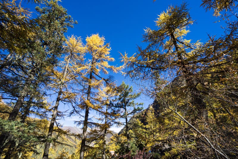 Pine Forest Nature Landscape in Autumn. Yellow and Green Pine in the ...