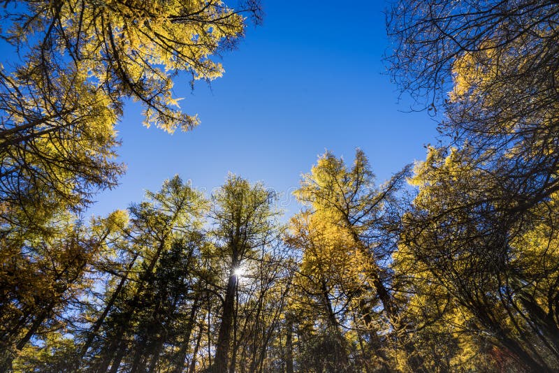 Pine Forest Nature Landscape In Autumn Yellow And Green Pine In The