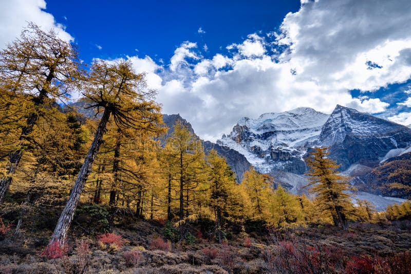 Pine Forest Nature Landscape In Autumn. Yellow And Green Pine In The ...