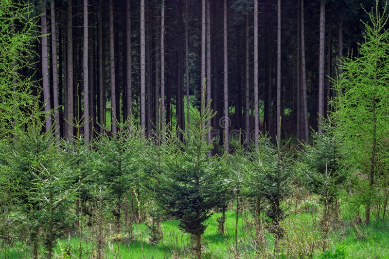 Pine Forest Plant Nursery Conifer Stock Image Image of pine, conifer