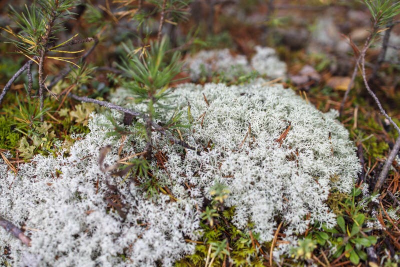 Pine Forest with Reindeer Lichen on the Hill. Stock Image - Image of ...