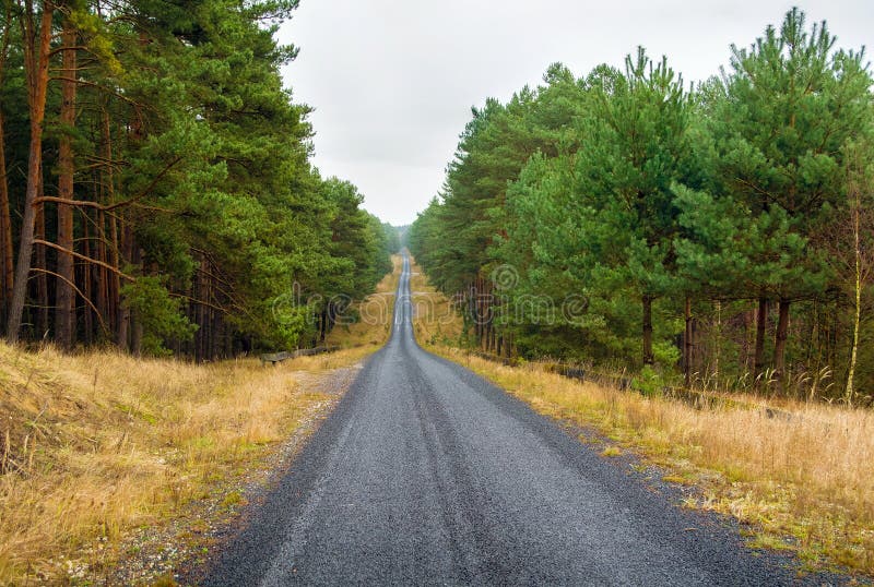 Autumn pine forest stock photo. Image of road, sunlight 27733488