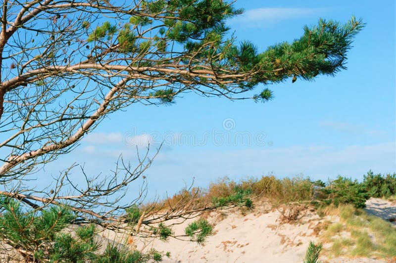 Pine Forest on the Seashore, Pine Branch and Sand Dune Stock Image