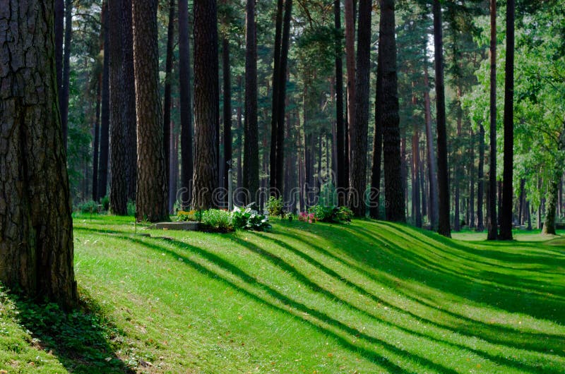 Pine forest with shadows and rays of lights