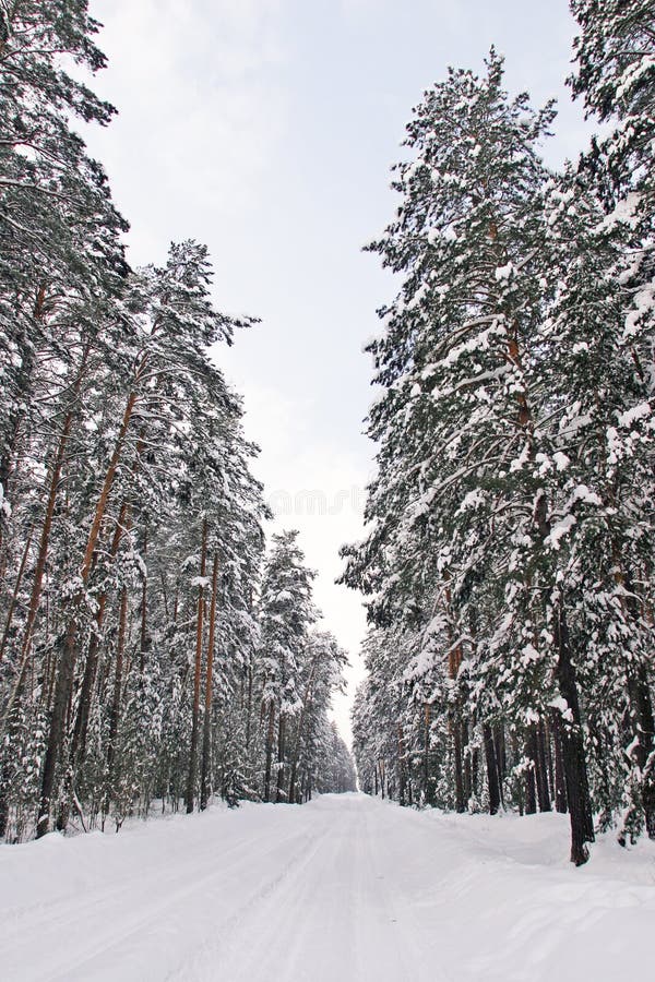 Pine forest in snow