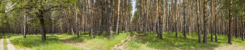 Pine forest in summer day. Panorama.