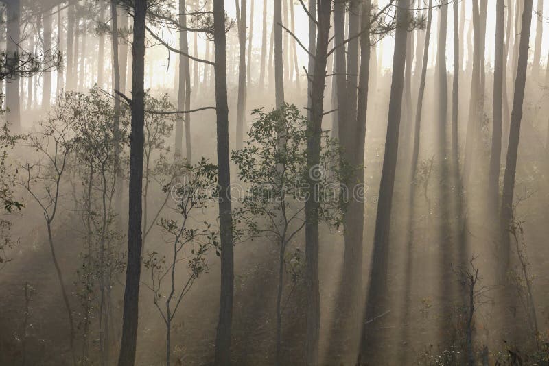 Pine Forest Sunlight And Mist Stock Photo Image Of Morning