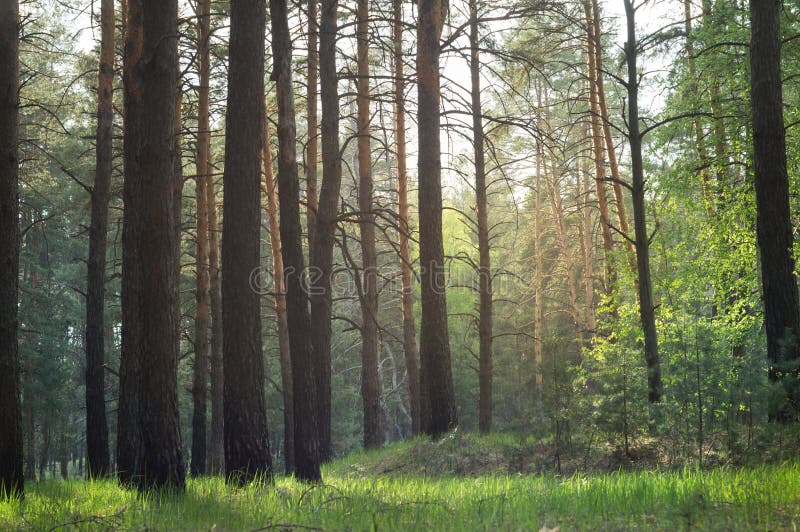 In pine forest after rain stock image. Image of needle - 29839249