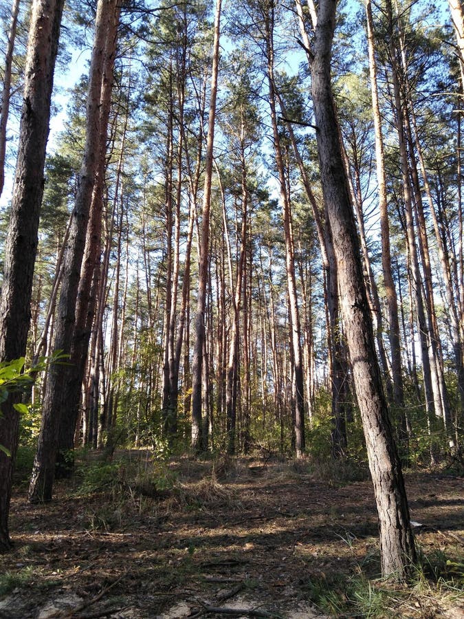 Pine forest. Tall tree trunks. Light and shadow. Bushes and grass