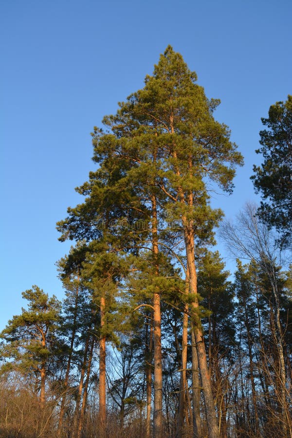 Pine forest with trees on the background of clear blue sky on the sunset royalty free stock images