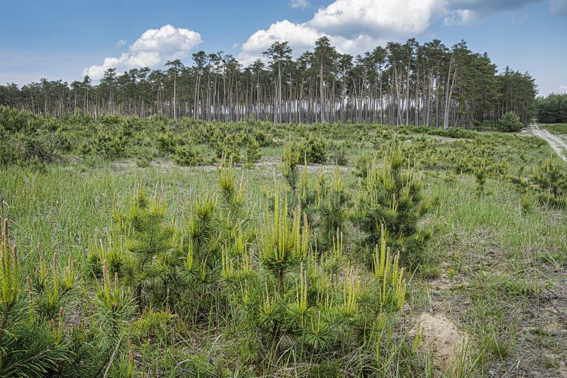 Pine forest, Zahorie, Slovakia, natural scene