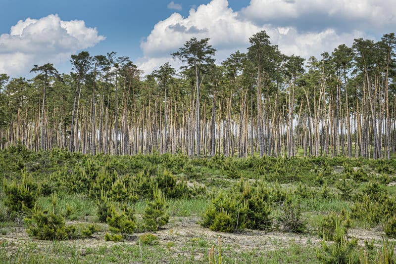 Pine forest, Zahorie, Slovakia, natural scene