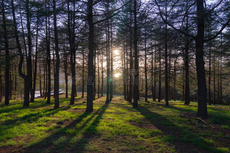 Pine forrest with warm bright morning sunlight, light and shadow stock photos
