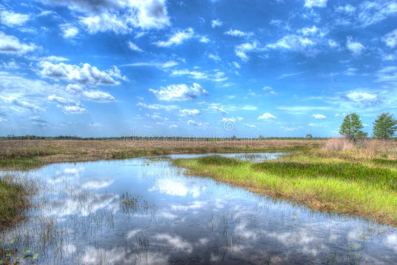 Pine Glades Obszar przyrodniczy Indiantown Road Jowisz Szlak Przyrody Forida obraz royalty free