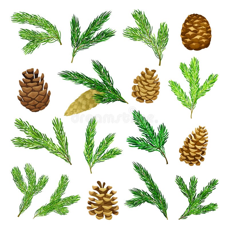 Pine Branches with Green Needles Stock Vector - Illustration of