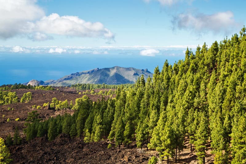 Pine grove royalty free stock images Pine grove royalty free stock images