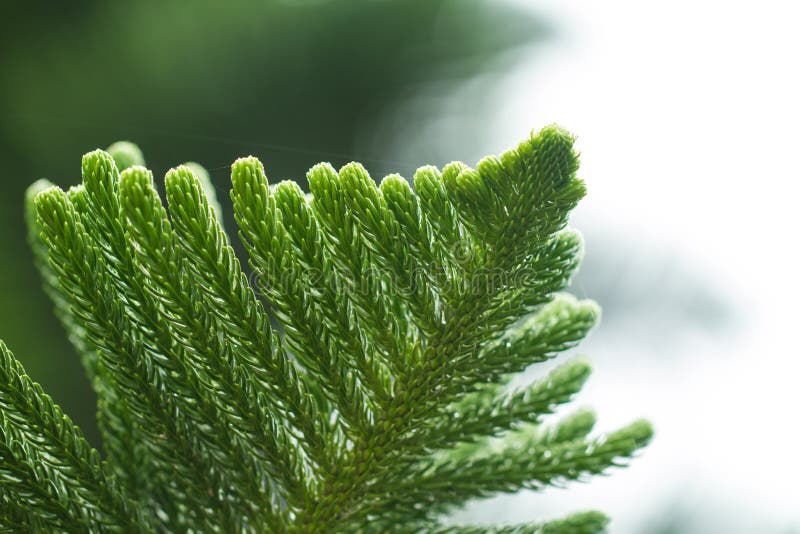 Pine Leaf stock images