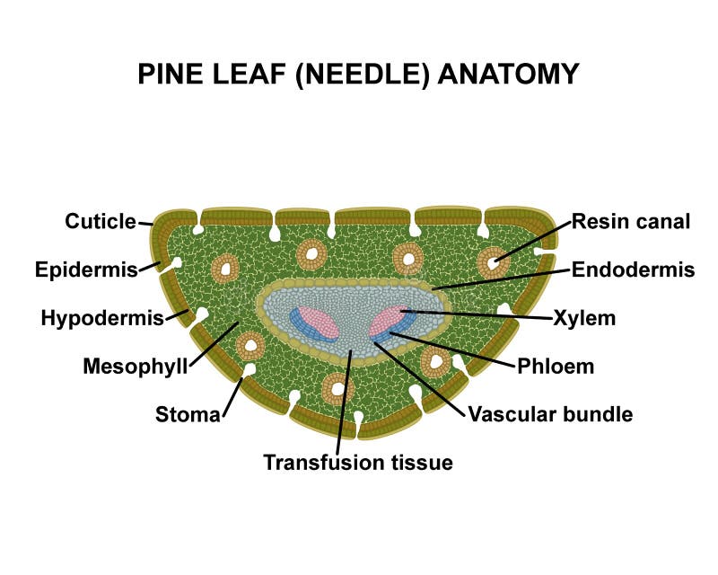 Pine leaf (needle) anatomy