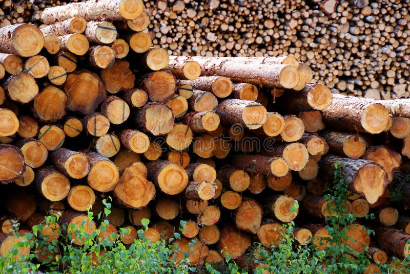 Pine Logs stock photo