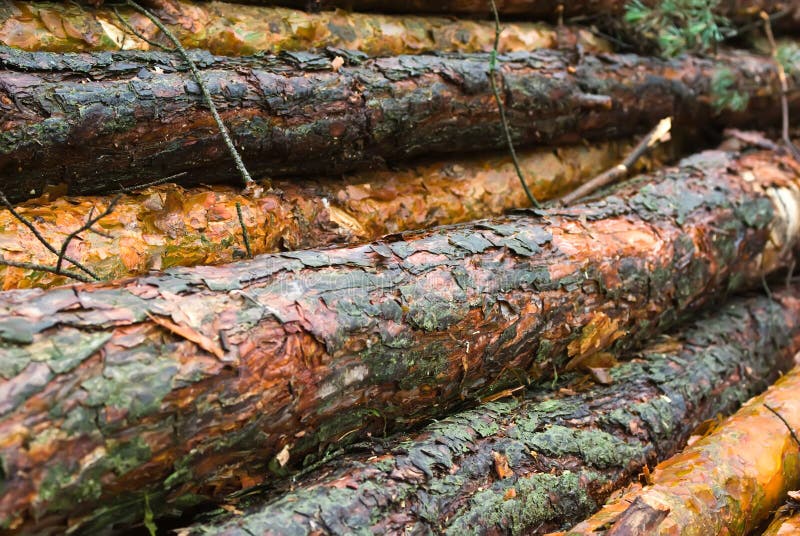 Pine logs stock photo. Image of green, outdoors, reserve 12509008