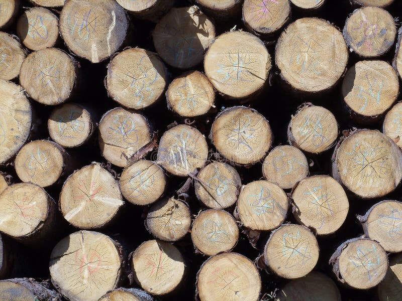 Pine logs stock photography
