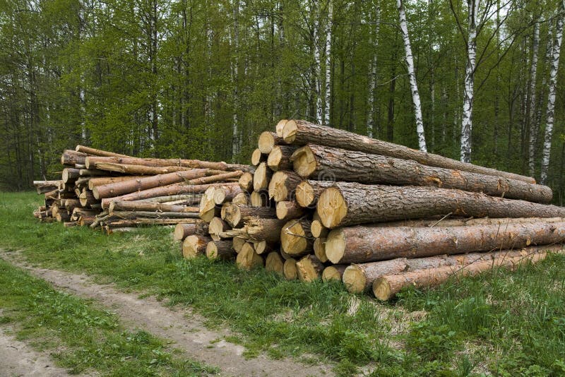 Pine logs royalty free stock image