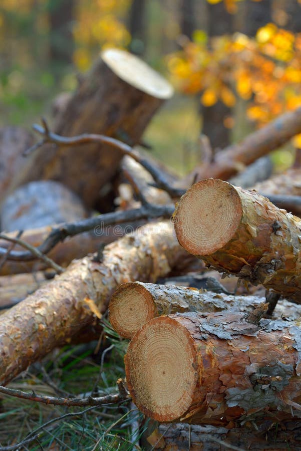 Pine logs royalty free stock images