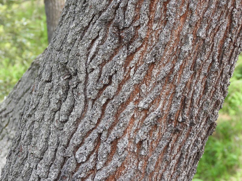Pine Logs are the Basic Material for Building Materials Stock Image
