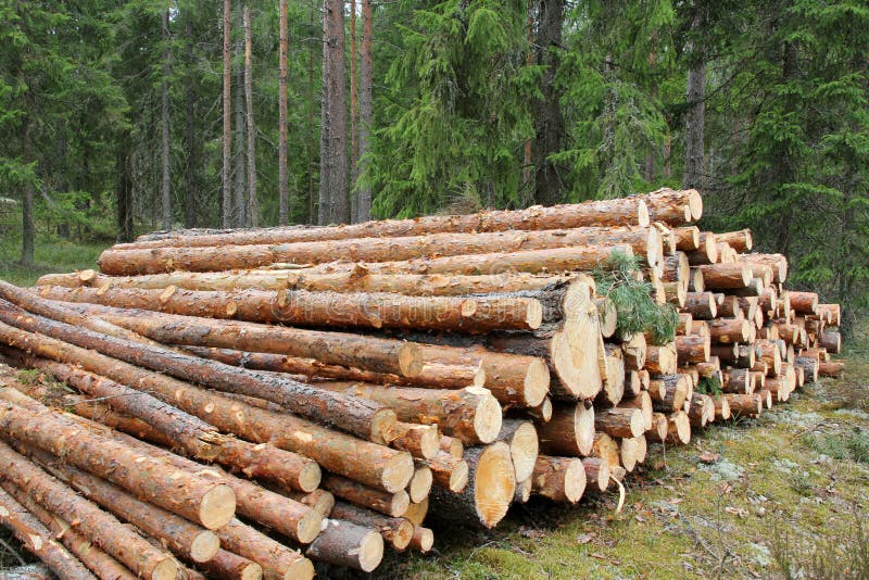 Pine Logs in Green Forest stock images