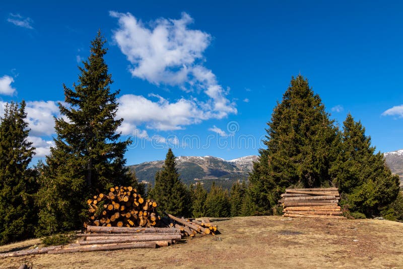 Pine logs stock image