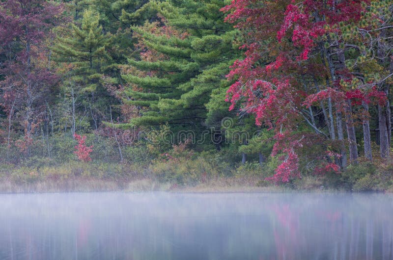 Pine And Maple Clash Colorfully In Autumn