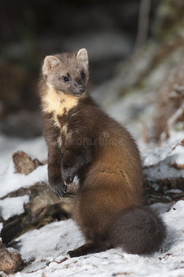 Pine Marten stock photo. Image of wildlife, pine, animal - 33595652 Pine Marten stock photo. Image of wildlife, pine, animal - 33595652